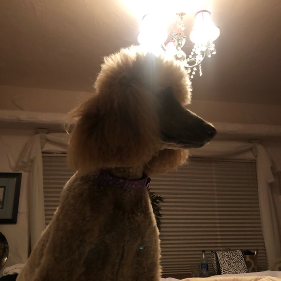 Meet your Posher, Madeline - Picture 1 of 1